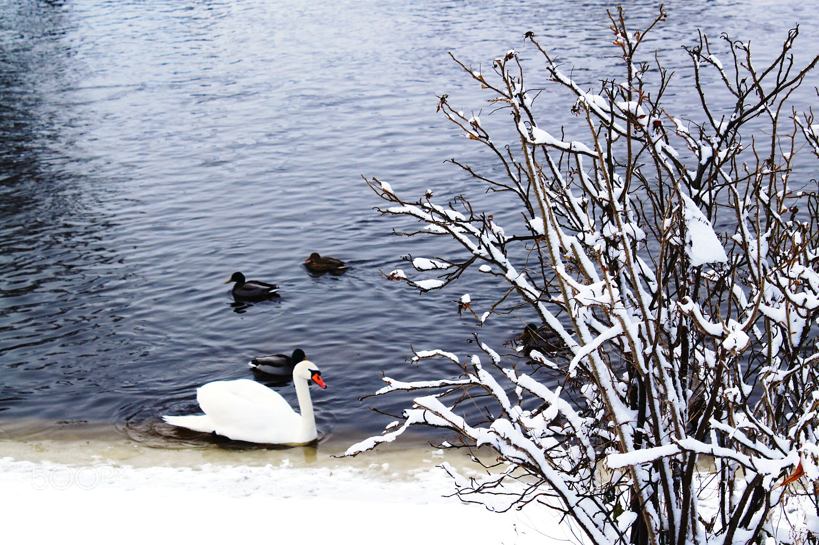 Canon EOS 500D (EOS Rebel T1i / EOS Kiss X3) sample photo. Swan photography