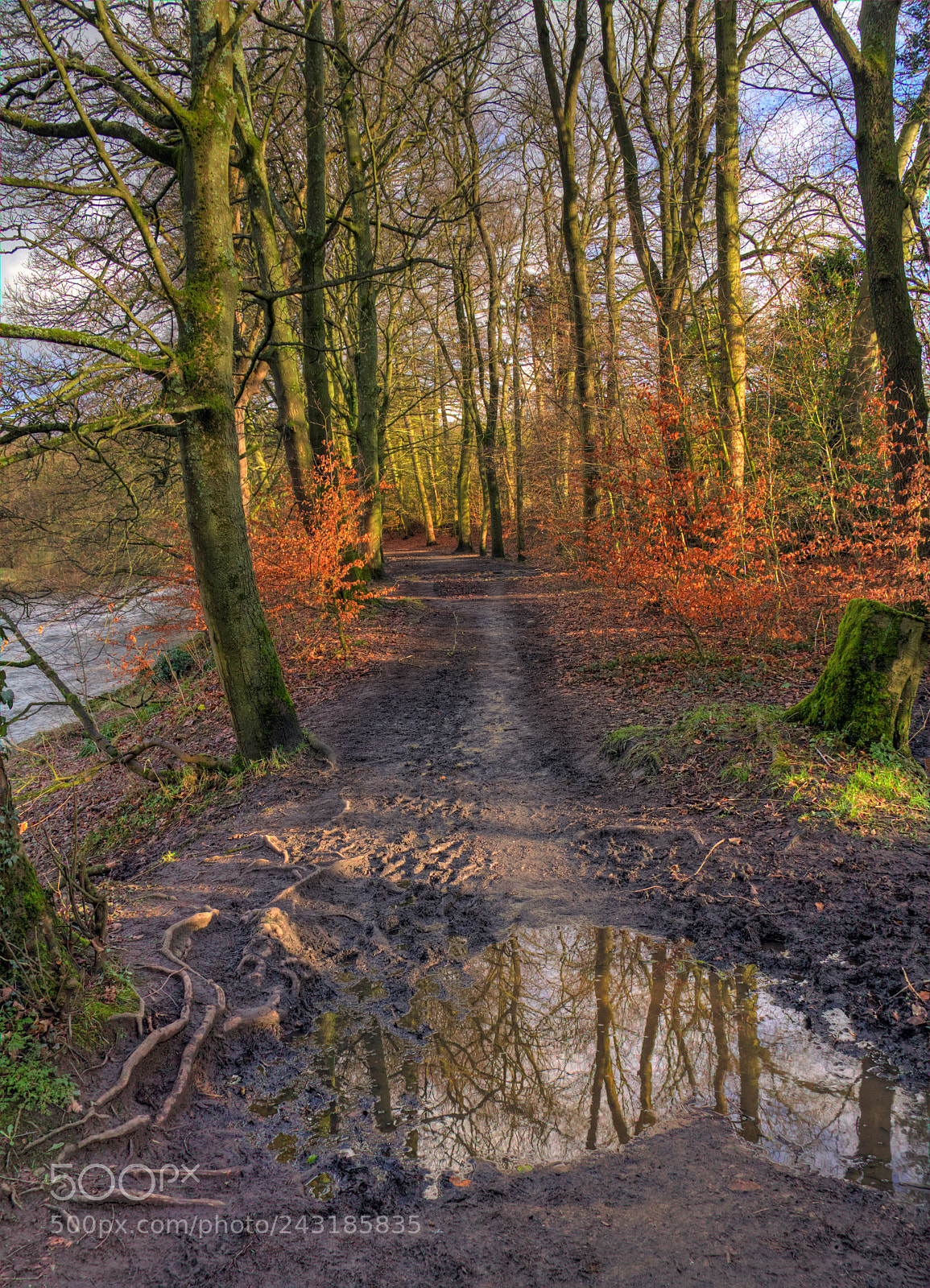 Canon EOS 60D sample photo. Treescapes photography