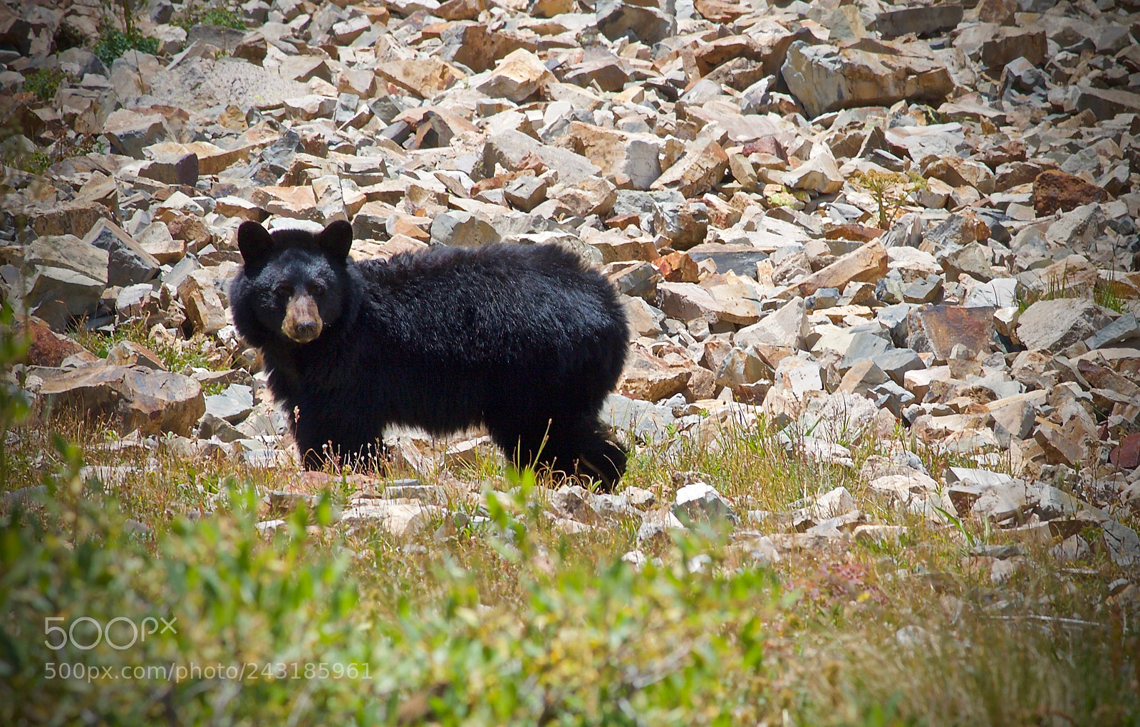 Canon EOS 400D (EOS Digital Rebel XTi / EOS Kiss Digital X) sample photo. Bear in the backcountry photography
