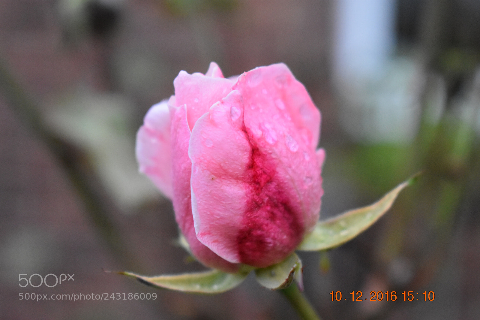 Nikon D3400 sample photo. Pink flower photography