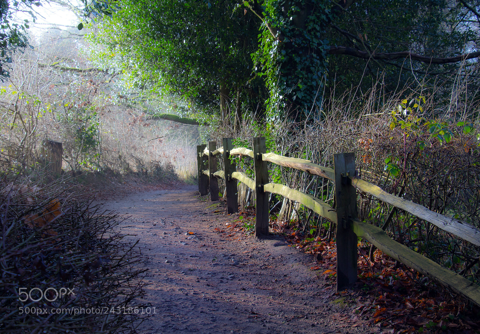 Canon EOS 60D sample photo. Treescapes photography