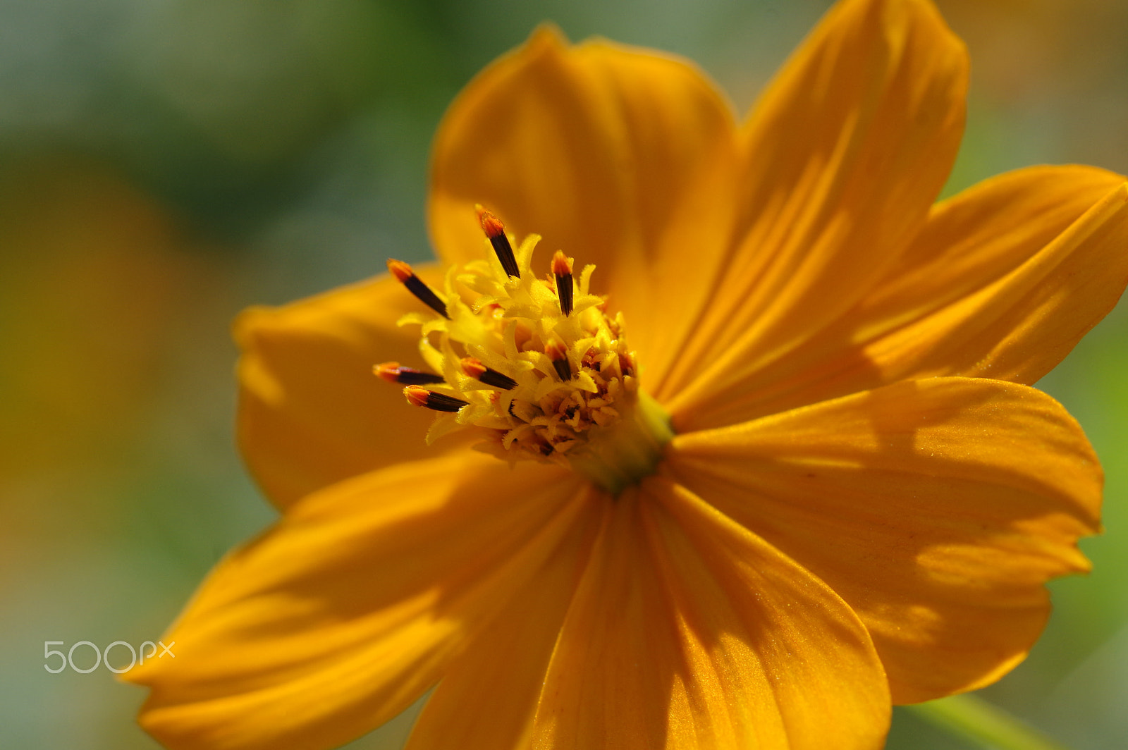 Pentax smc D-FA 100mm F2.8 Macro WR sample photo. Cosmos sulphureus again photography