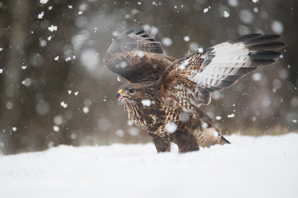 Nikon D4 sample photo. Licking snow photography