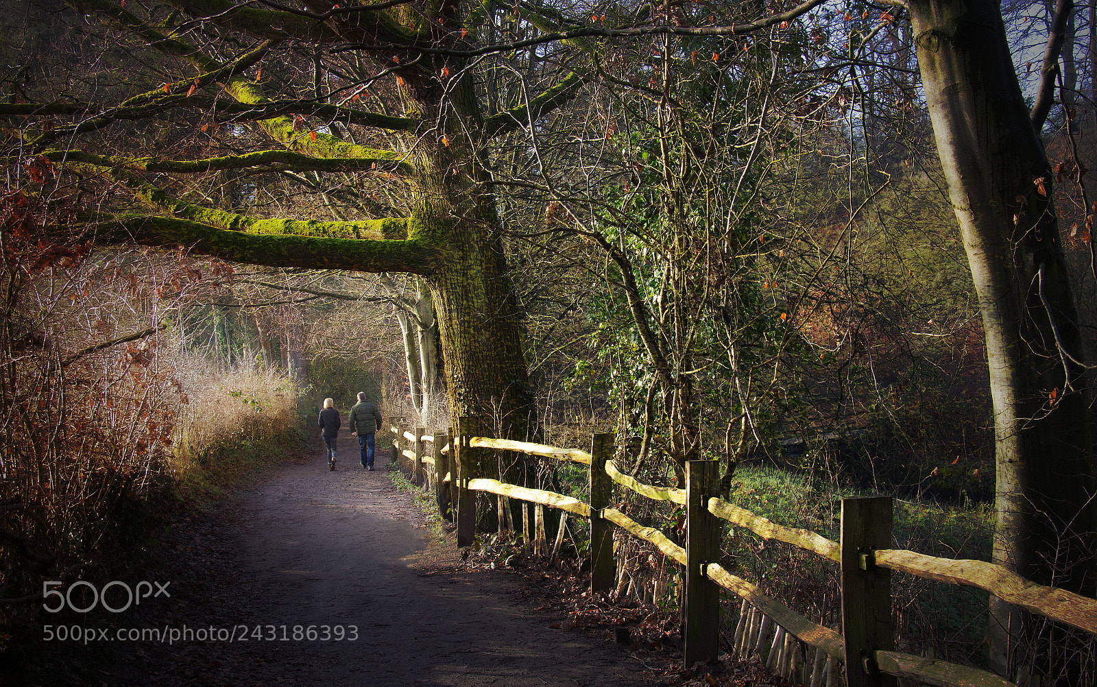 Canon EOS 60D sample photo. Treescapes photography