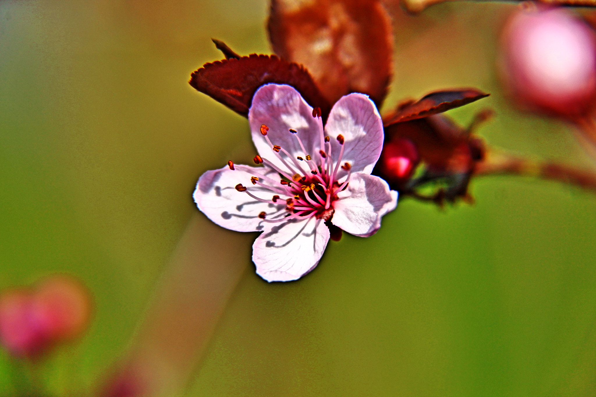 Canon EF-S 18-200mm F3.5-5.6 IS sample photo. Flower photography
