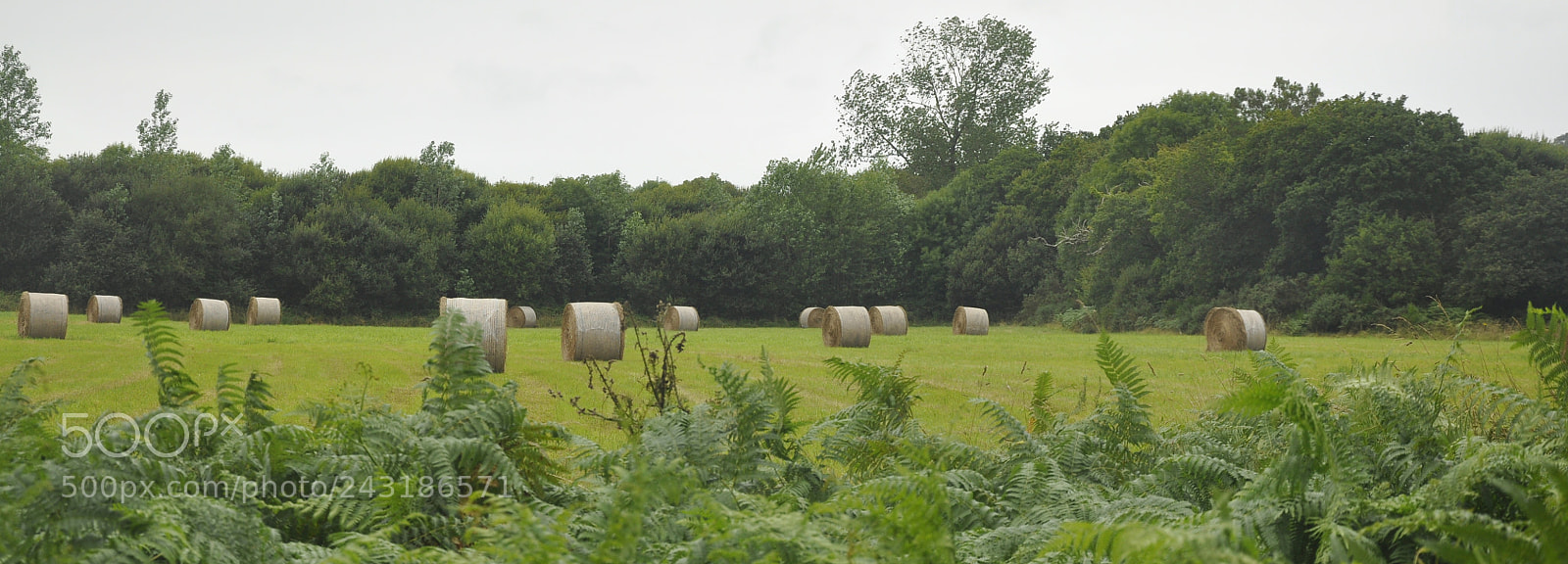 Nikon D90 sample photo. Field of green photography