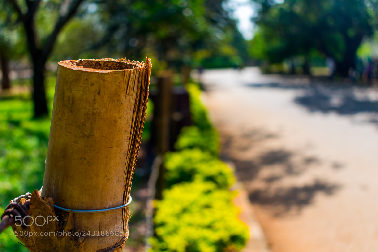 Nikon D3400 sample photo. Bamboo fence photography