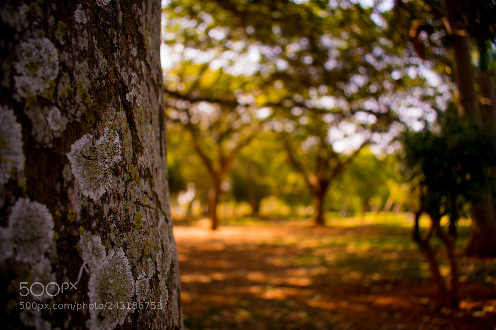 Nikon D3400 sample photo. Close and far photography