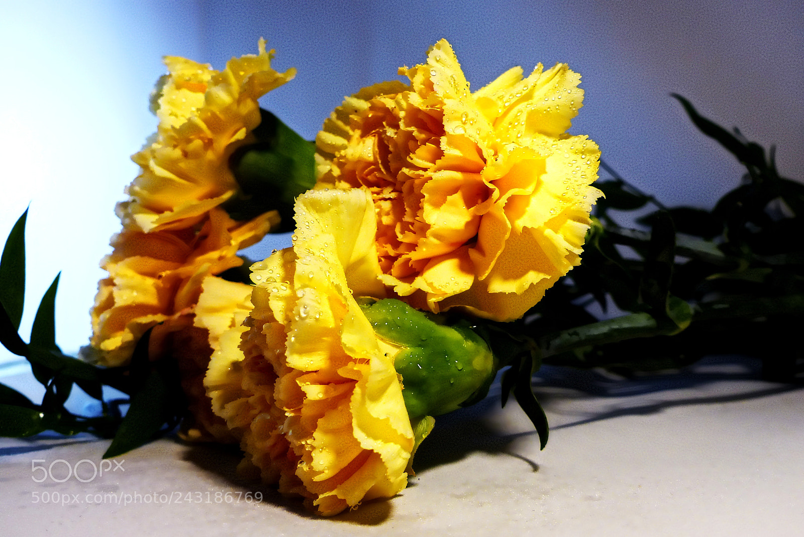 Panasonic Lumix DMC-FZ200 sample photo. Goździki 1,carnation flower 1 photography