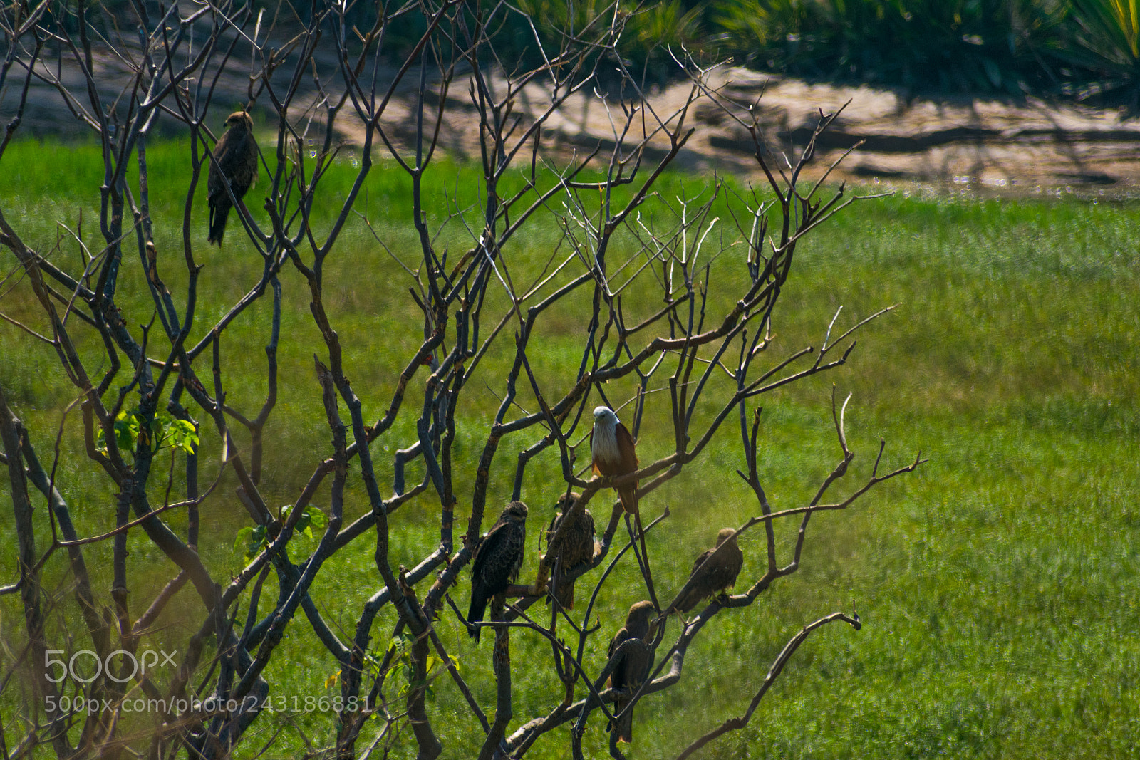 Nikon D3400 sample photo. Eagle kingdom photography