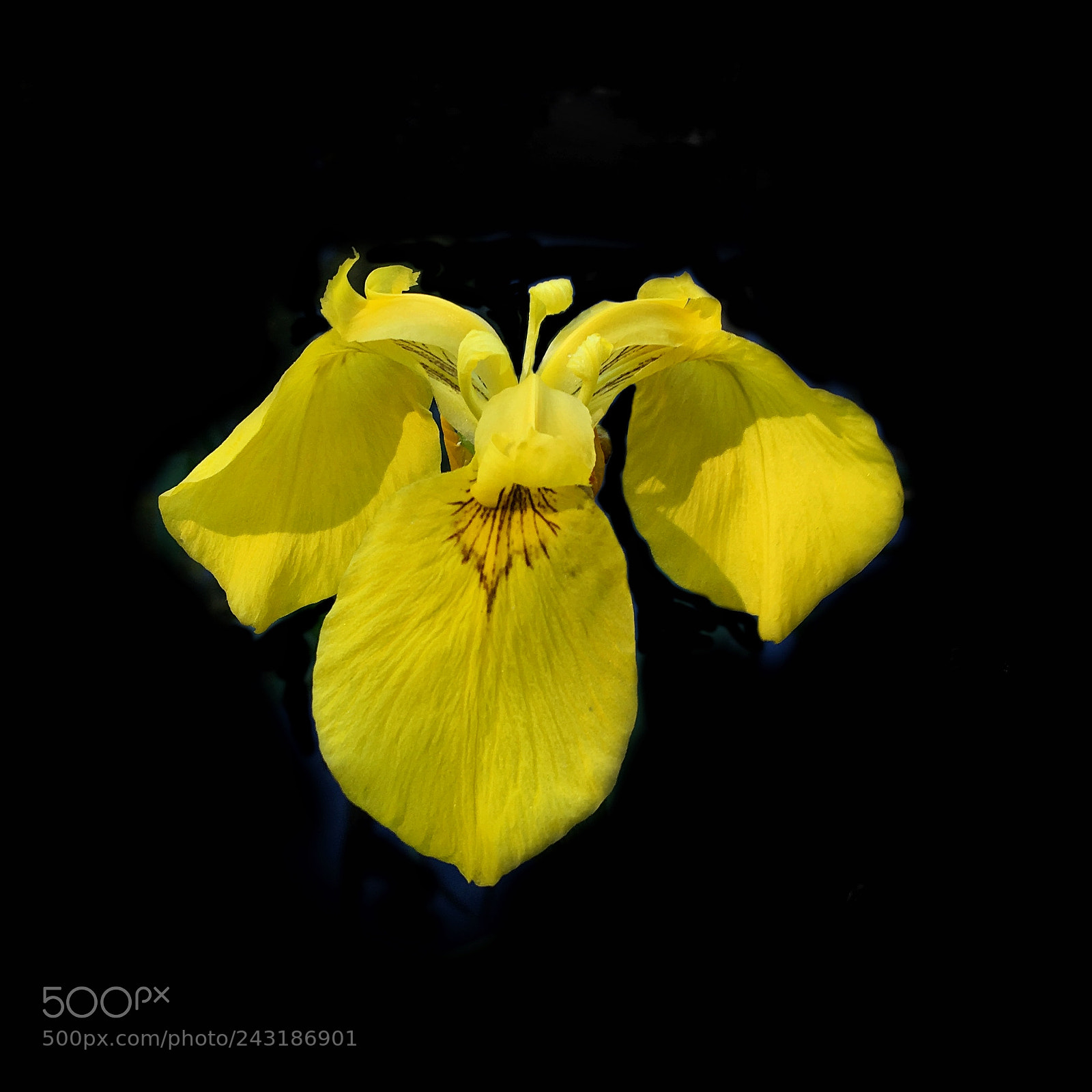 Apple iPhone 6s sample photo. Yellow iris photography