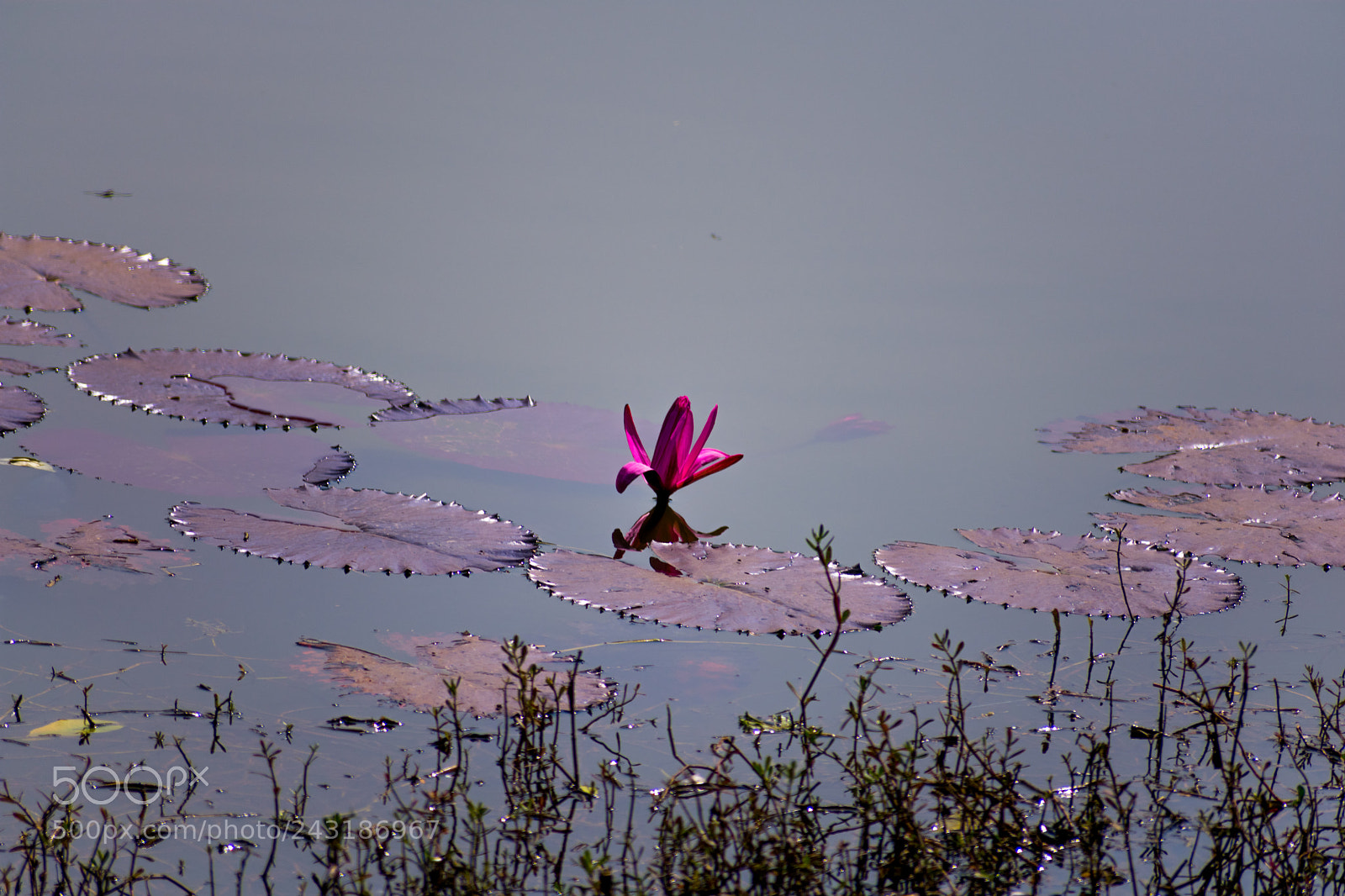 Nikon D3400 sample photo. Lillies photography