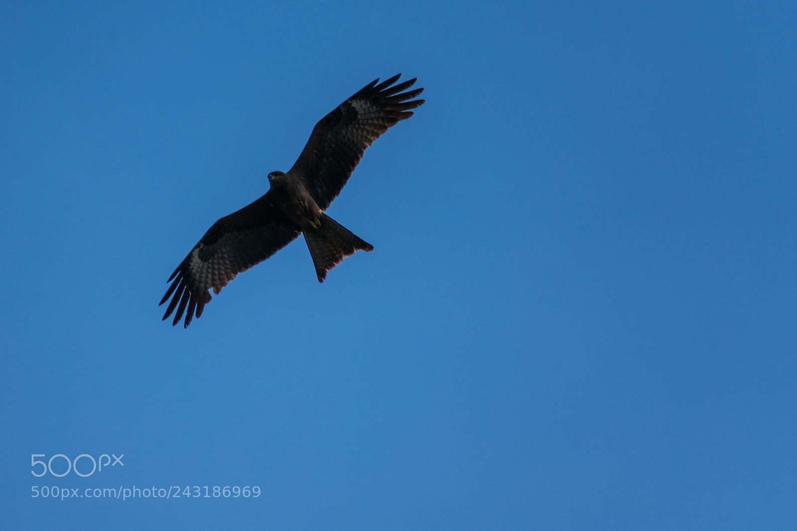 Nikon D3400 sample photo. Climbing flight photography
