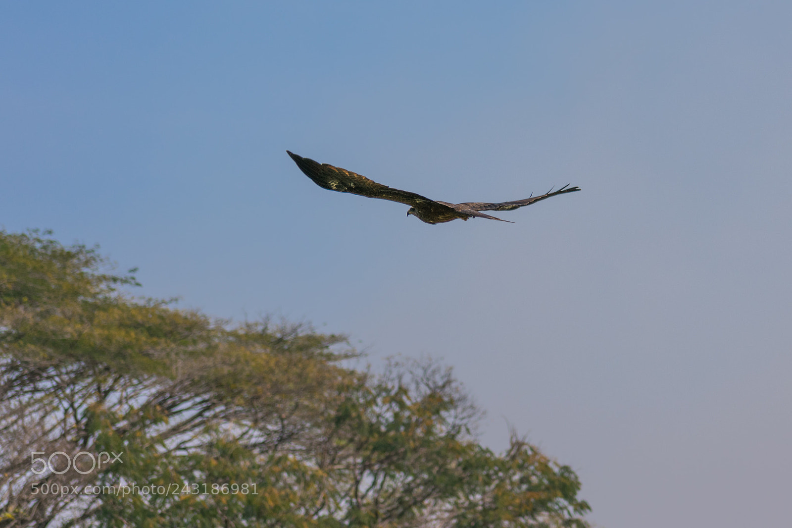 Nikon D3400 sample photo. Eagle in flight photography