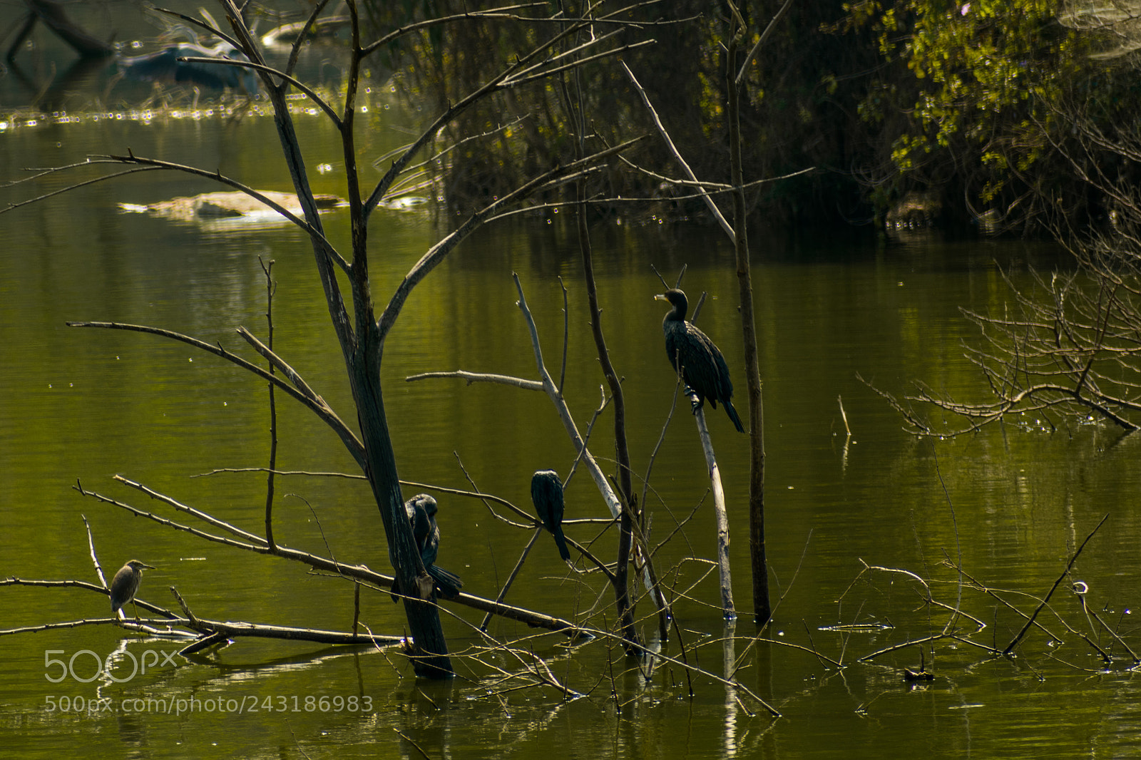 Nikon D3400 sample photo. Marsh photography