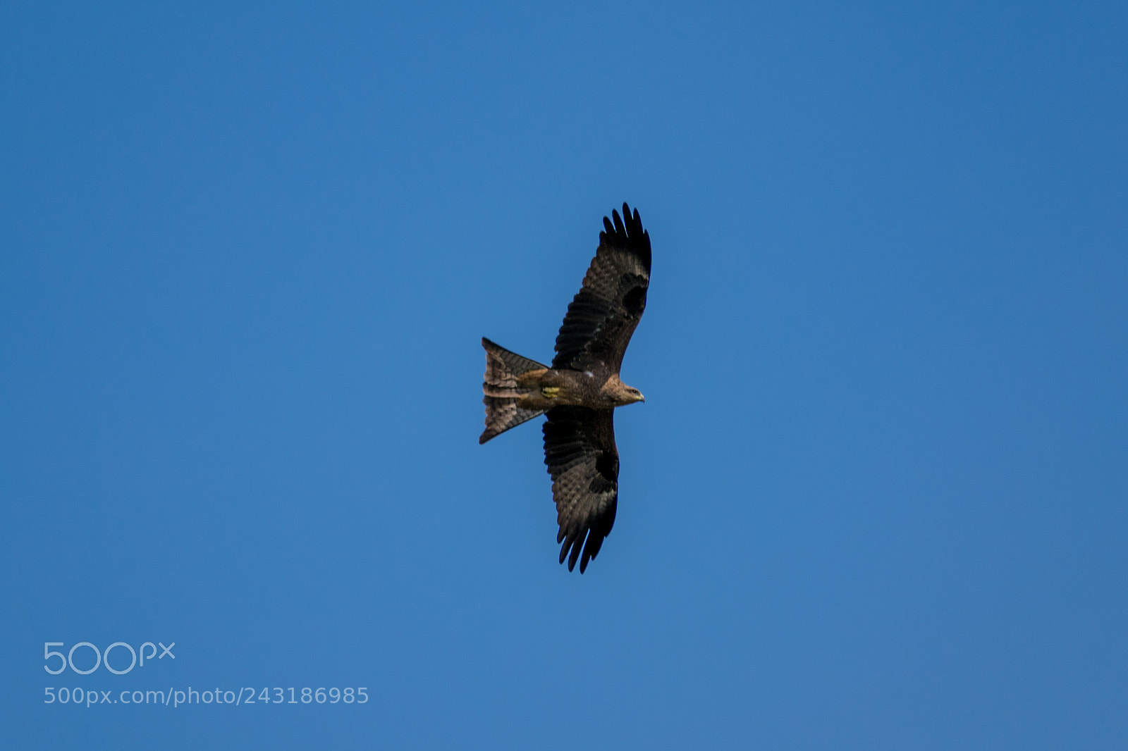 Nikon D3400 sample photo. Eagle in flight photography