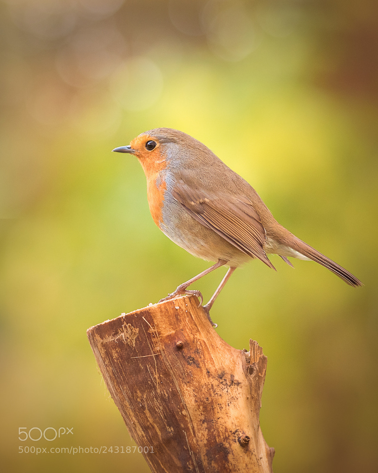Canon EOS 7D Mark II sample photo. My mate the robin photography