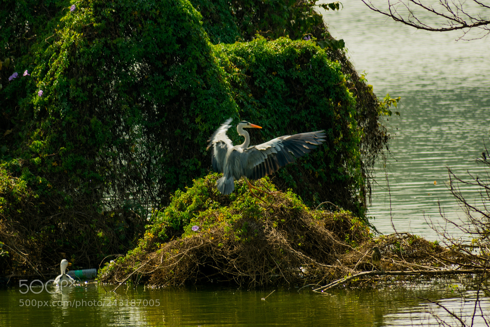 Nikon D3400 sample photo. Taking flight photography