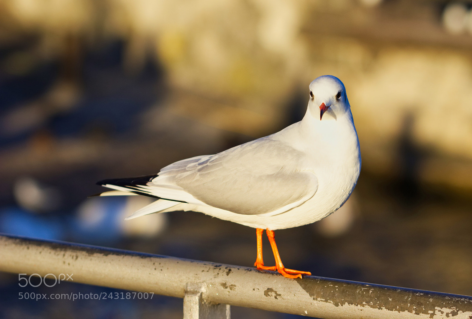 Canon EOS 550D (EOS Rebel T2i / EOS Kiss X4) sample photo. Audouins gull pose photography