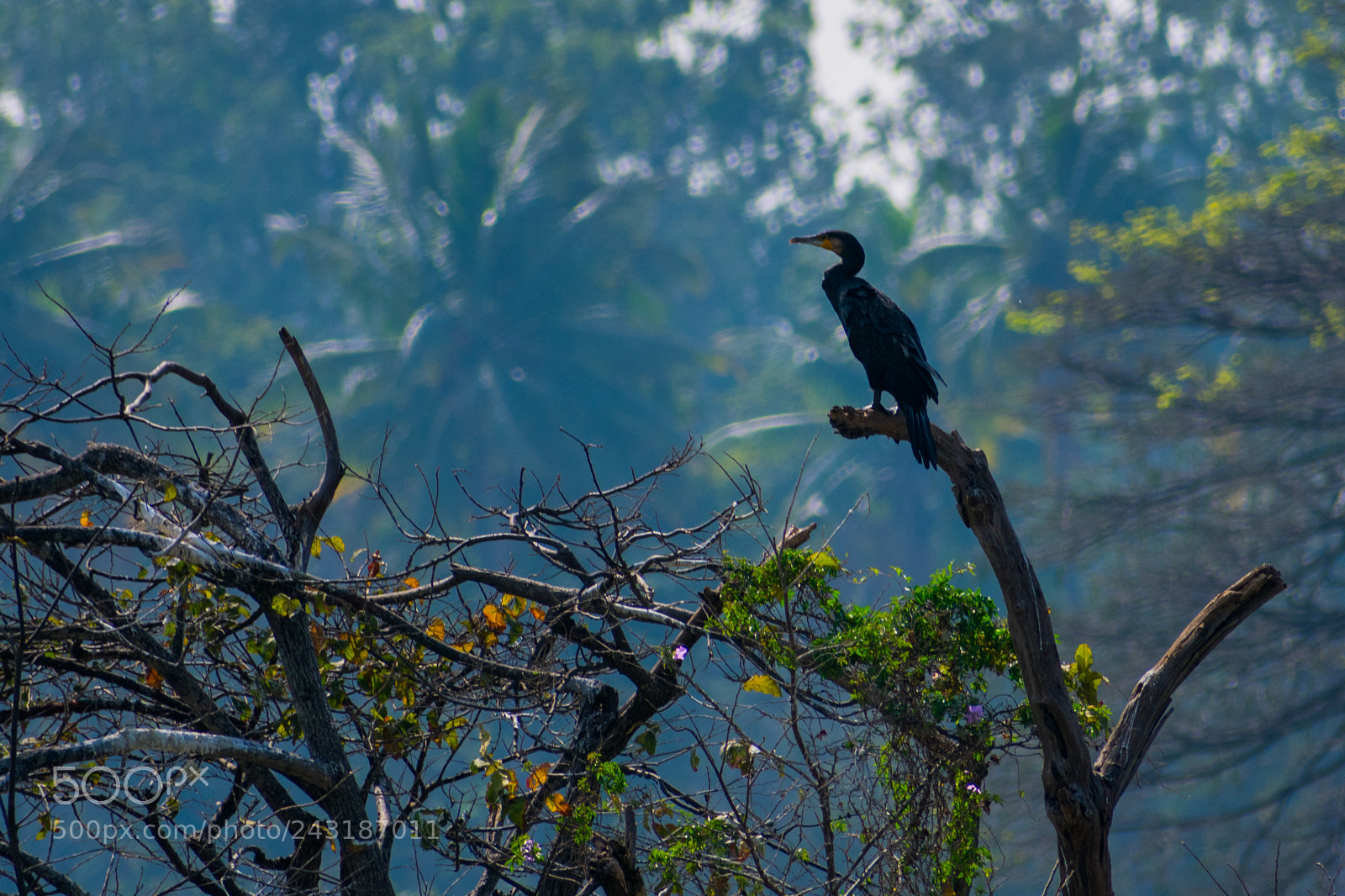 Nikon D3400 sample photo. Waiting photography