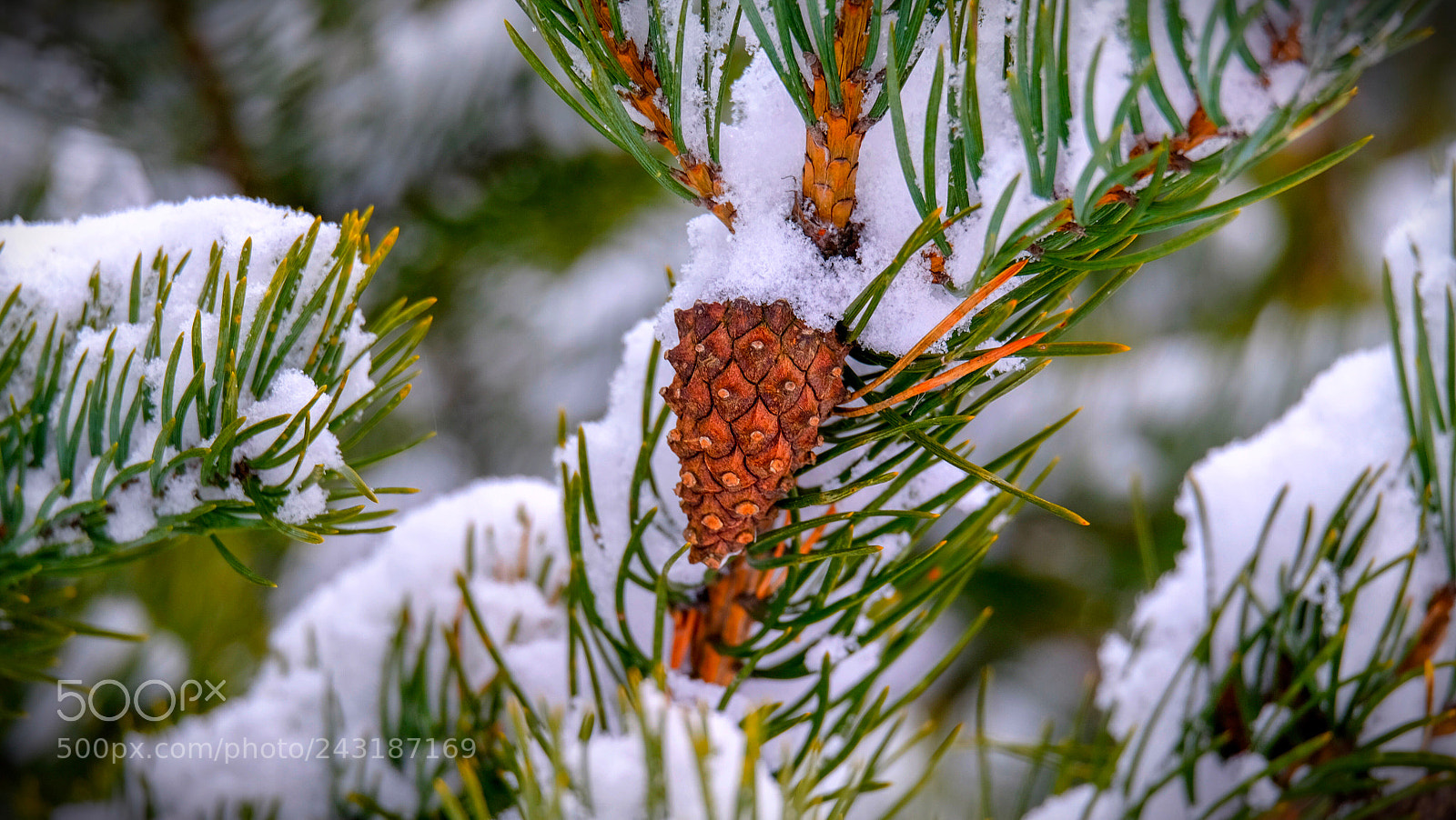 Fujifilm X-T10 sample photo. Сосновая шишка на зимовке photography