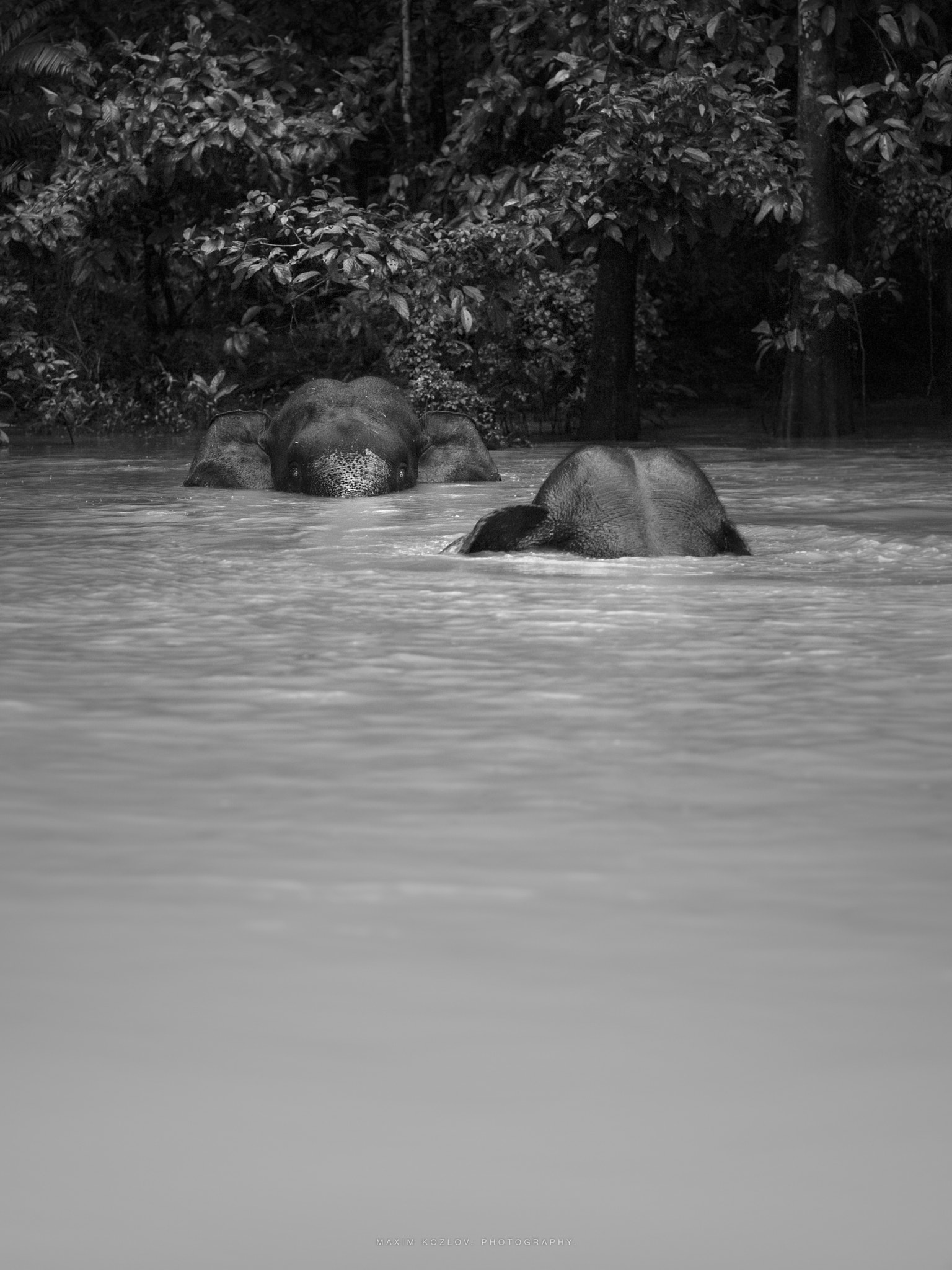 Hasselblad H4D-60 sample photo. Elephants. photography