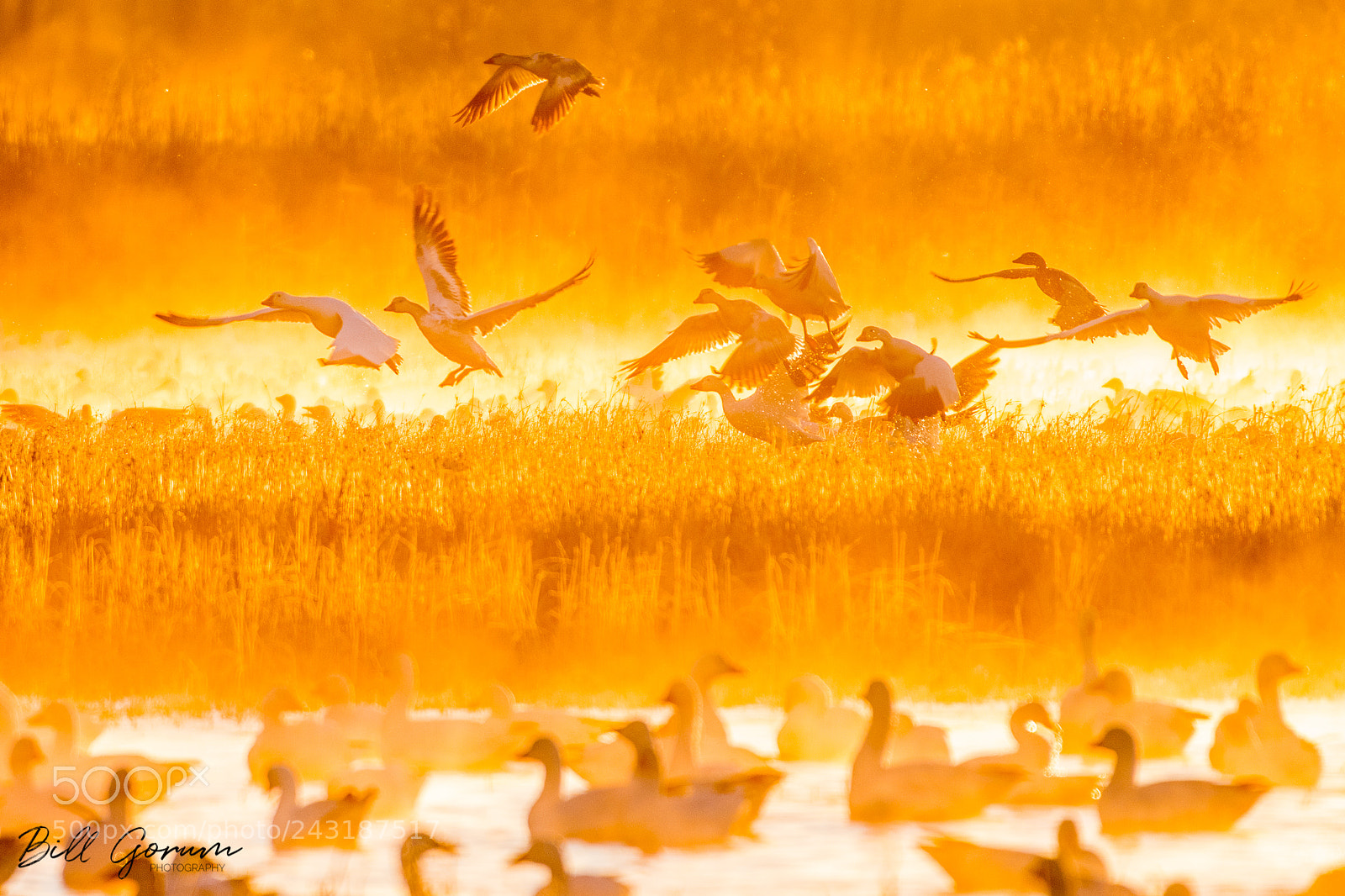 Nikon D500 sample photo. Snow geese flying out photography
