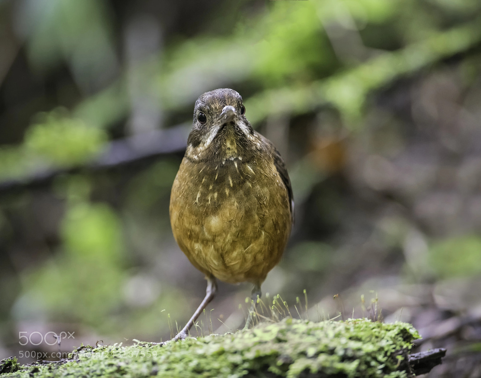 Nikon D850 sample photo. Moustached antpitta photography