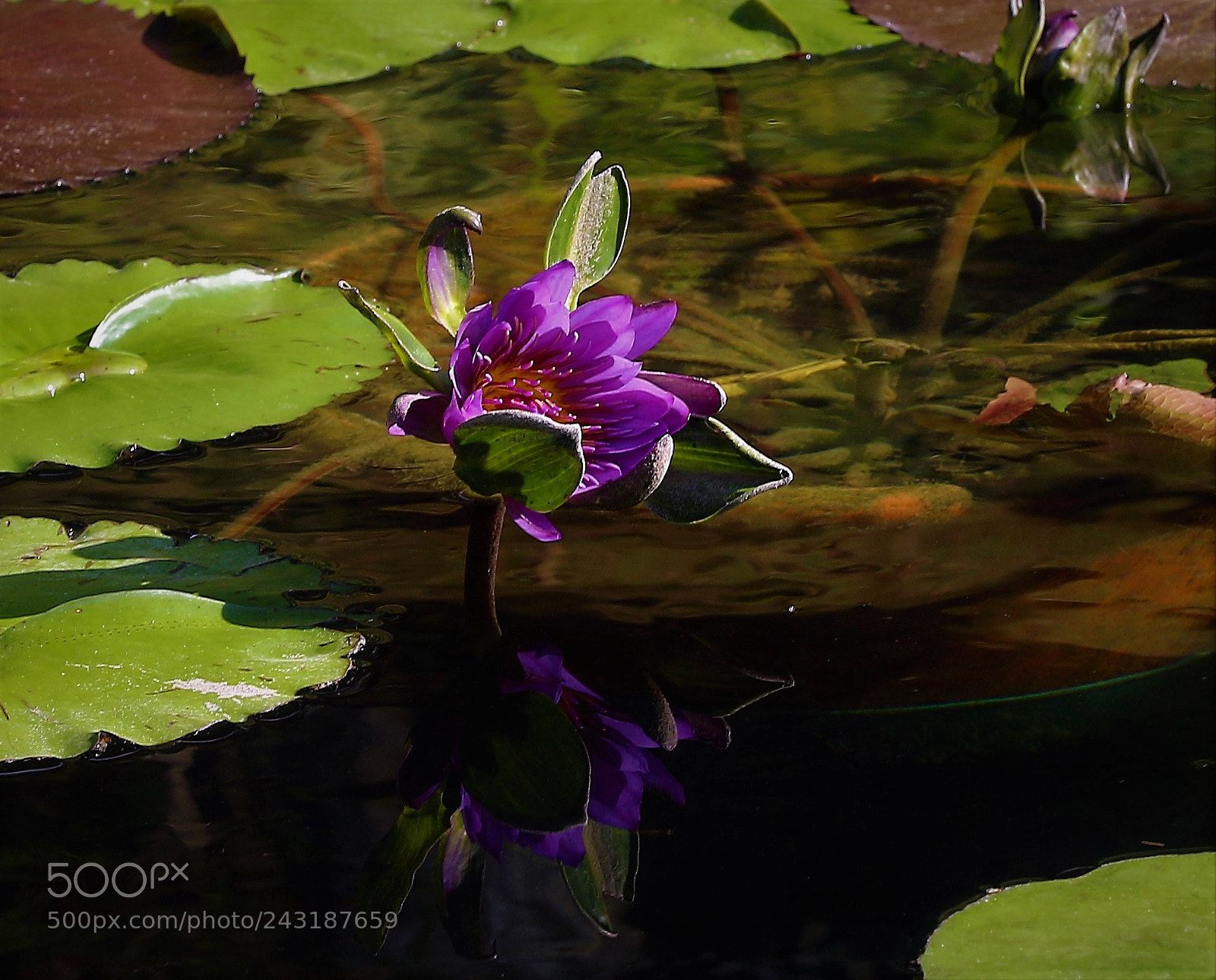 Canon EOS 5DS R sample photo. Water lily photography