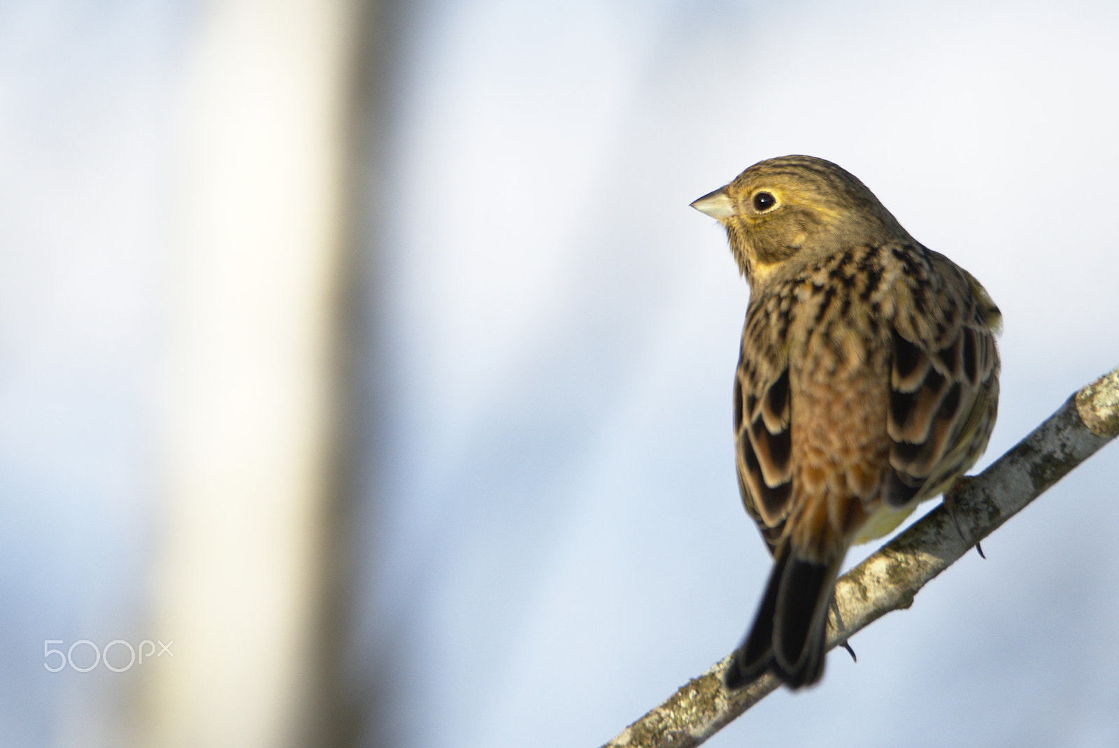 Nikon D810 sample photo. Yellowhammer #1 photography