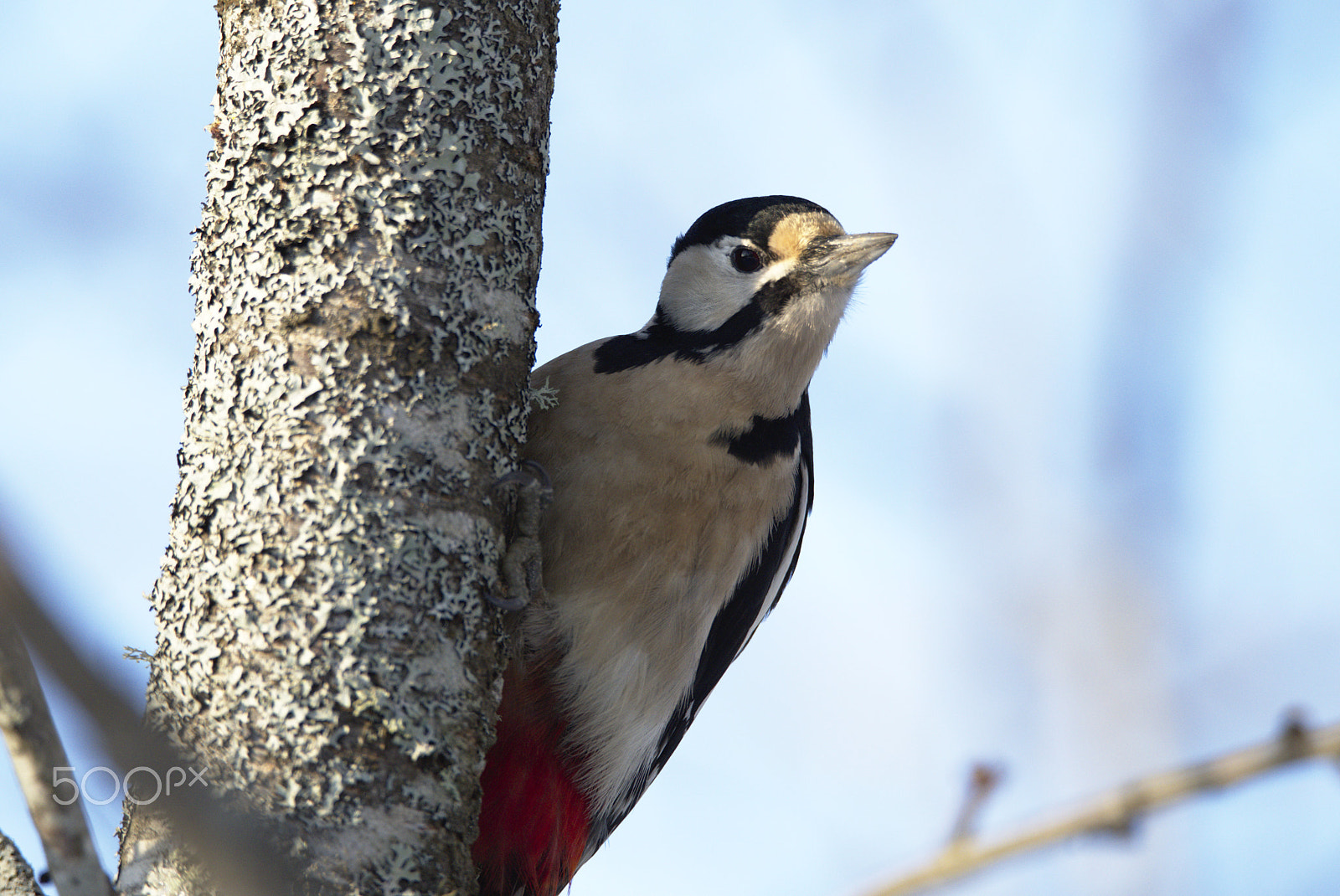 Nikon D810 sample photo. Woodpecker # photography