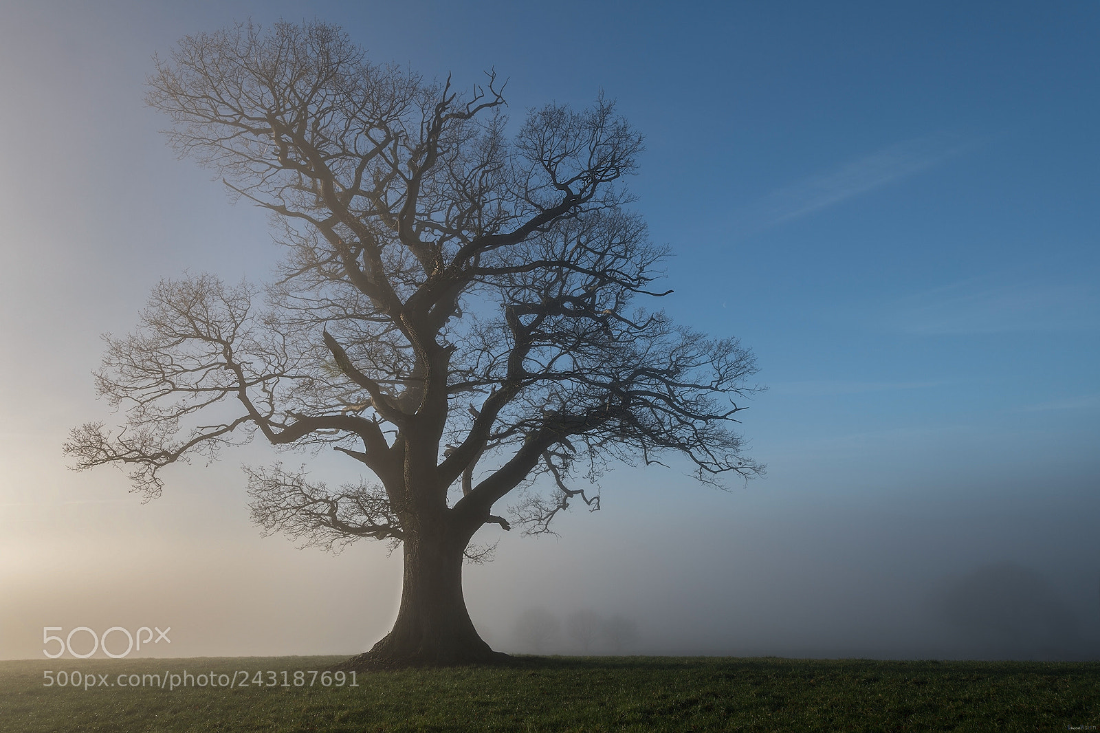 Nikon D850 sample photo. The mighty oak.. photography