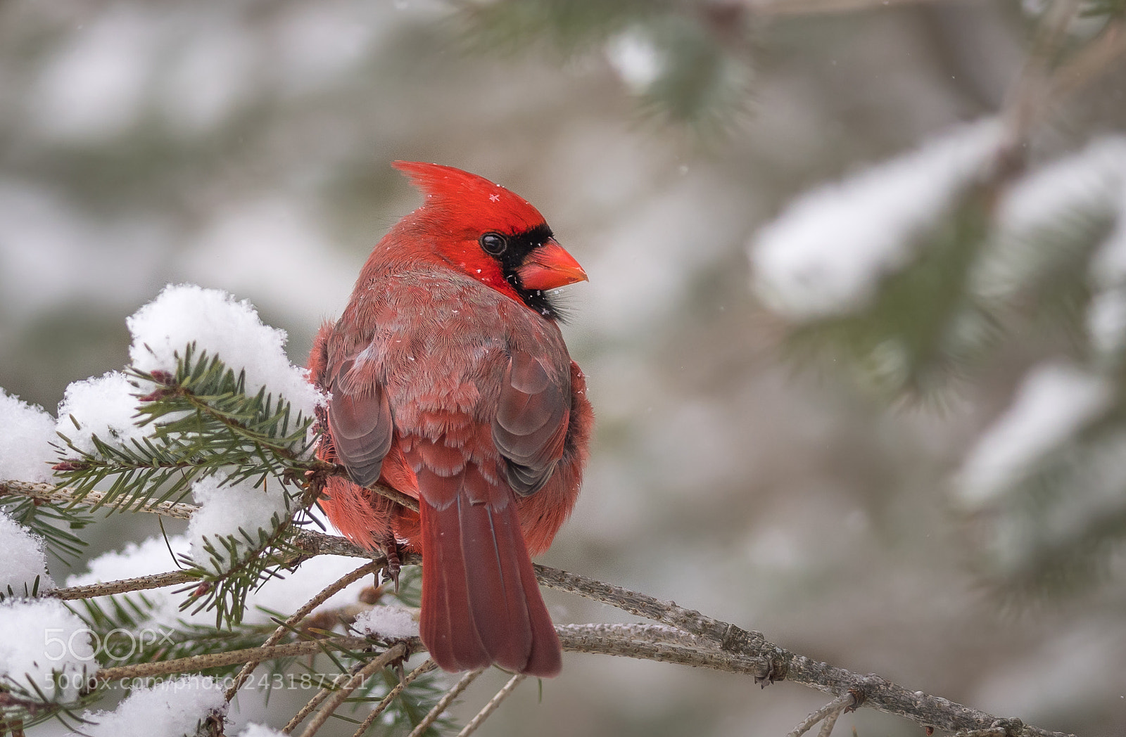 Nikon D500 sample photo. Winter cardinal photography