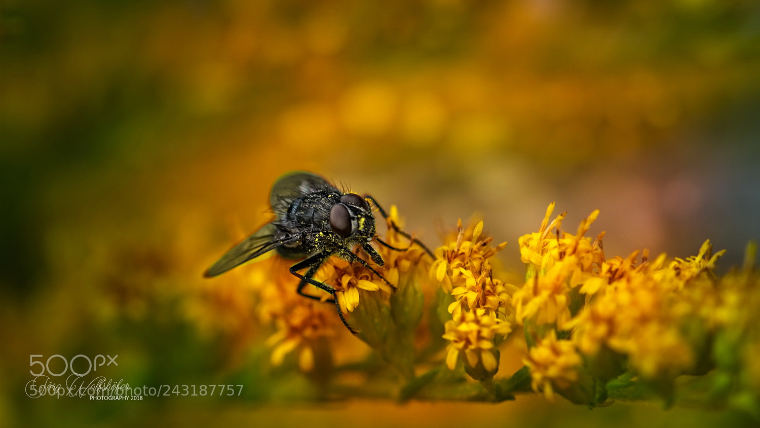 Nikon D5100 sample photo. Just a fly photography