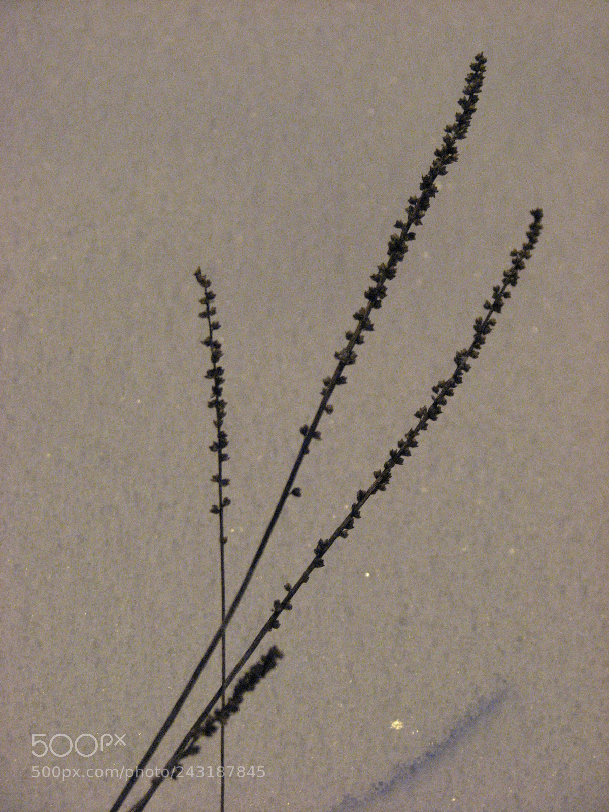 Canon POWERSHOT S3 IS sample photo. Last ones photography