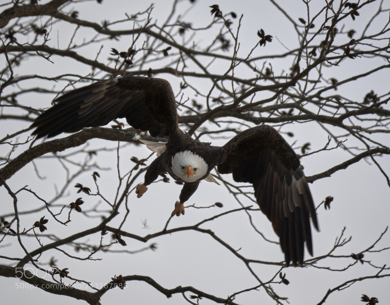 Nikon D500 sample photo. Swooping down photography