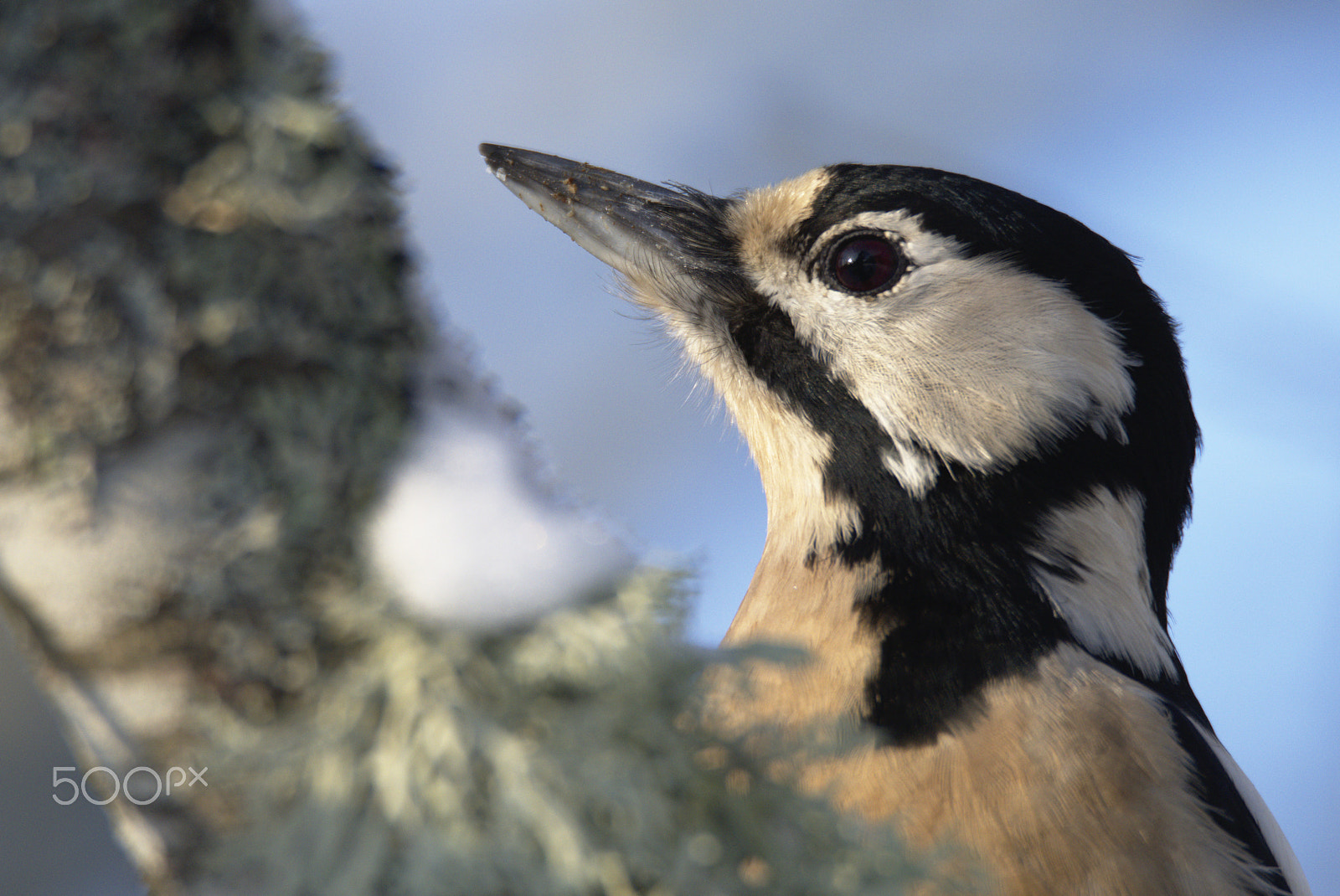 Nikon D810 sample photo. Woodpecker # photography