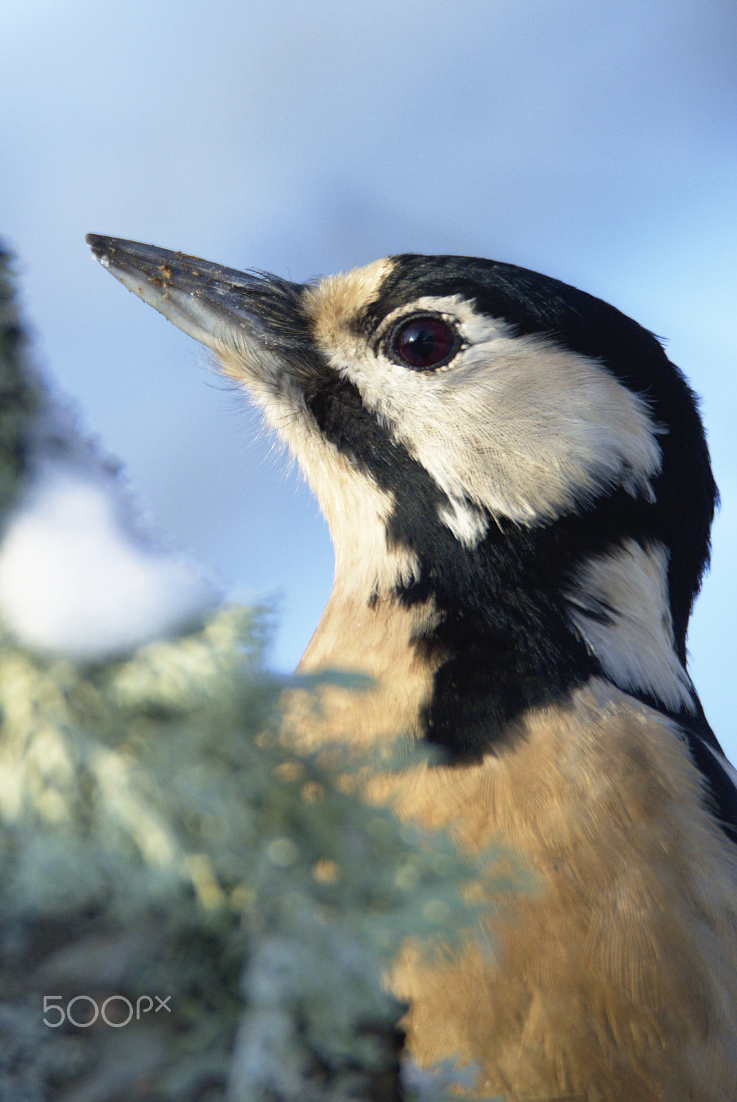 Nikon D810 sample photo. Woodpecker # photography