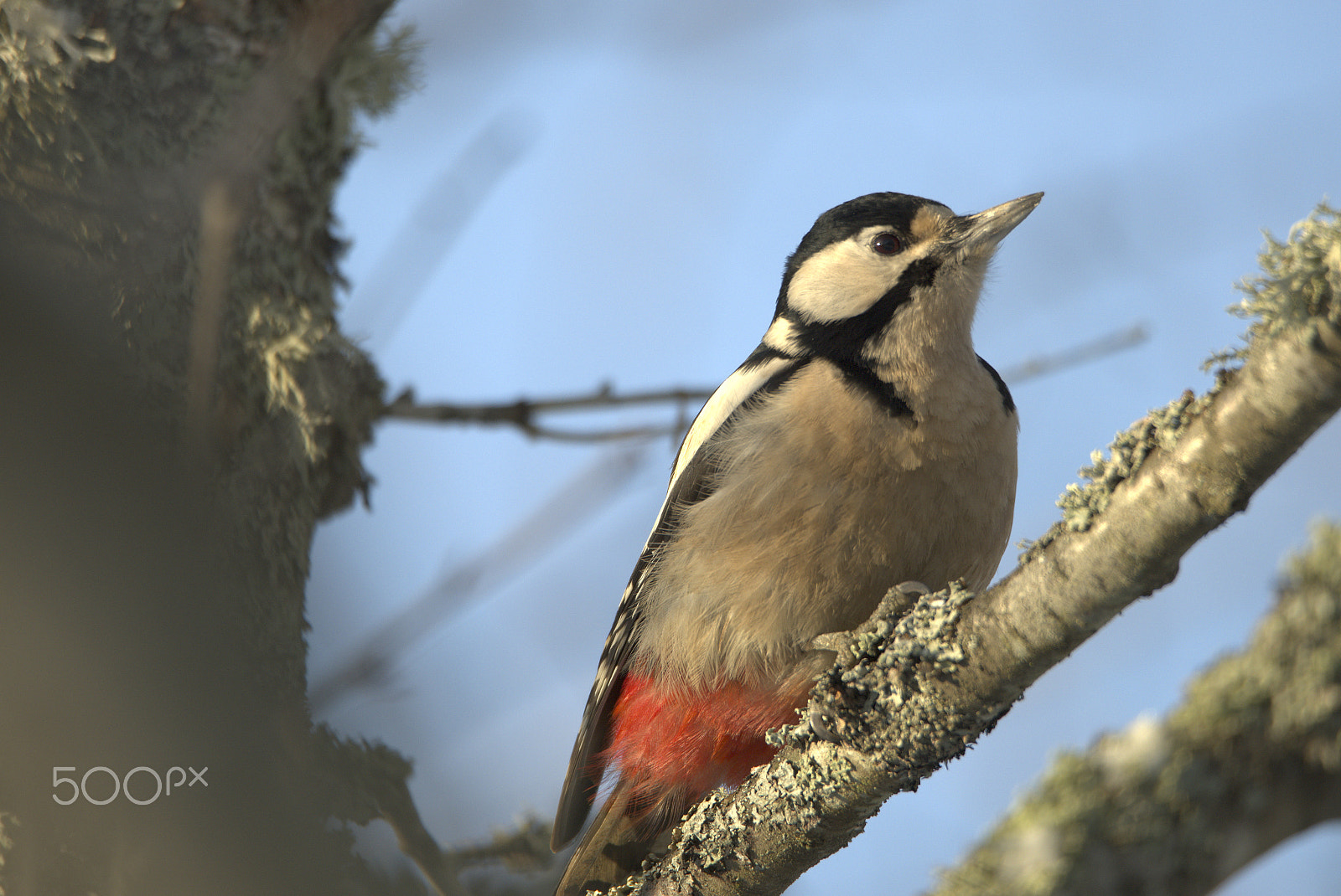 Nikon D810 sample photo. Woodpecker # photography