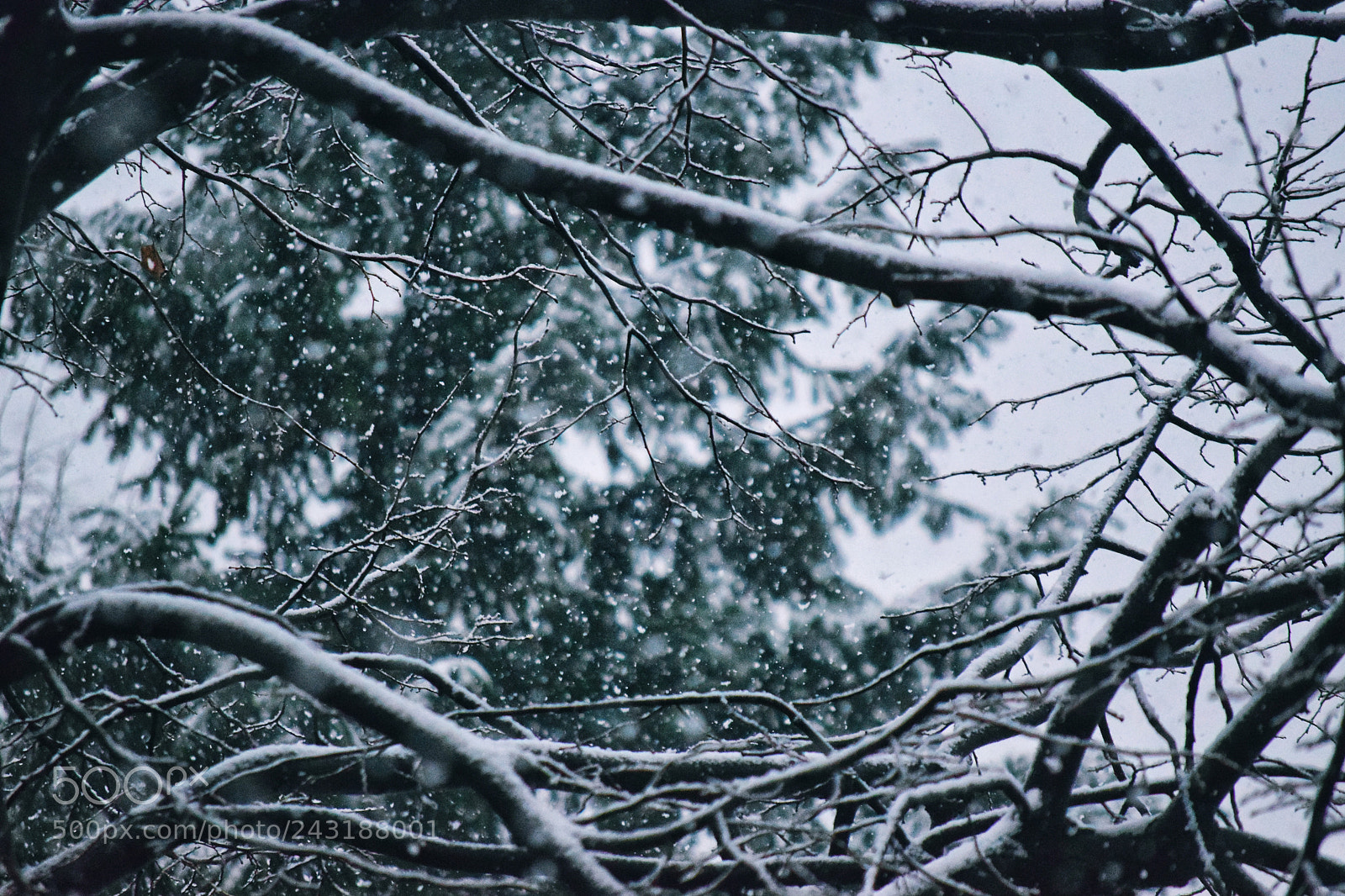 Nikon D3300 sample photo. Snowy day photography