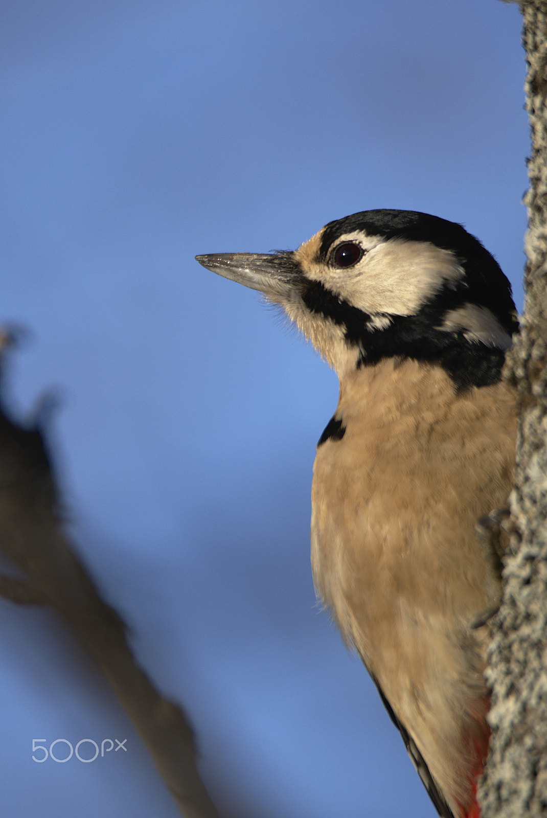Nikon D810 sample photo. Woodpecker # photography