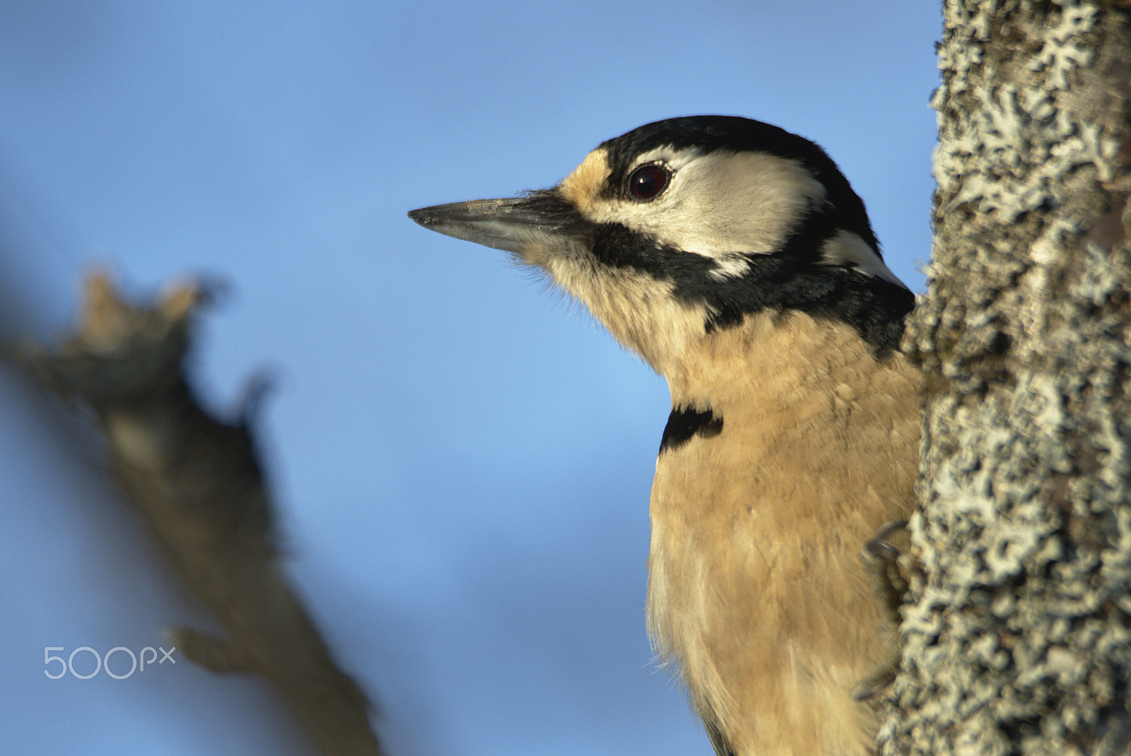 Nikon D810 sample photo. Woodpecker # photography
