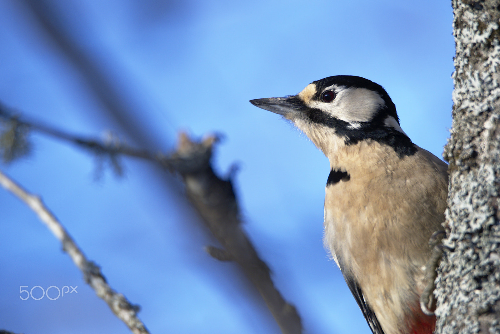 Nikon D810 sample photo. Woodpecker # photography
