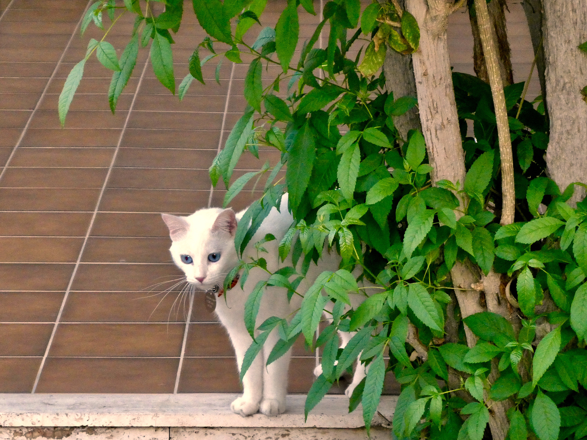 Panasonic DC-TZ91 sample photo. Curiosity photography