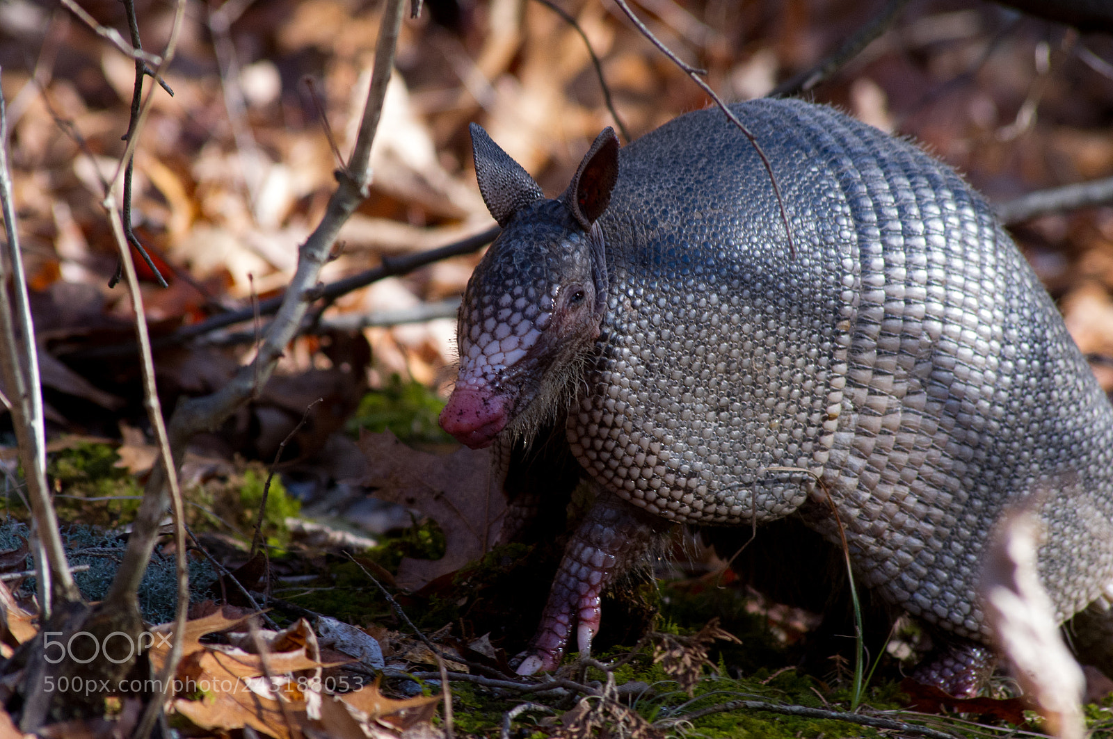 Pentax K-x sample photo. Armadilo photography