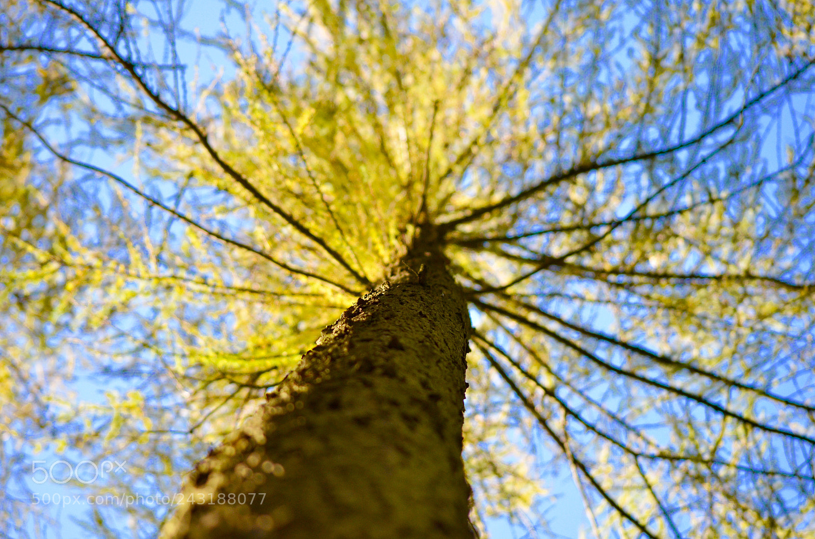 Nikon D5100 sample photo. Canopy. photography