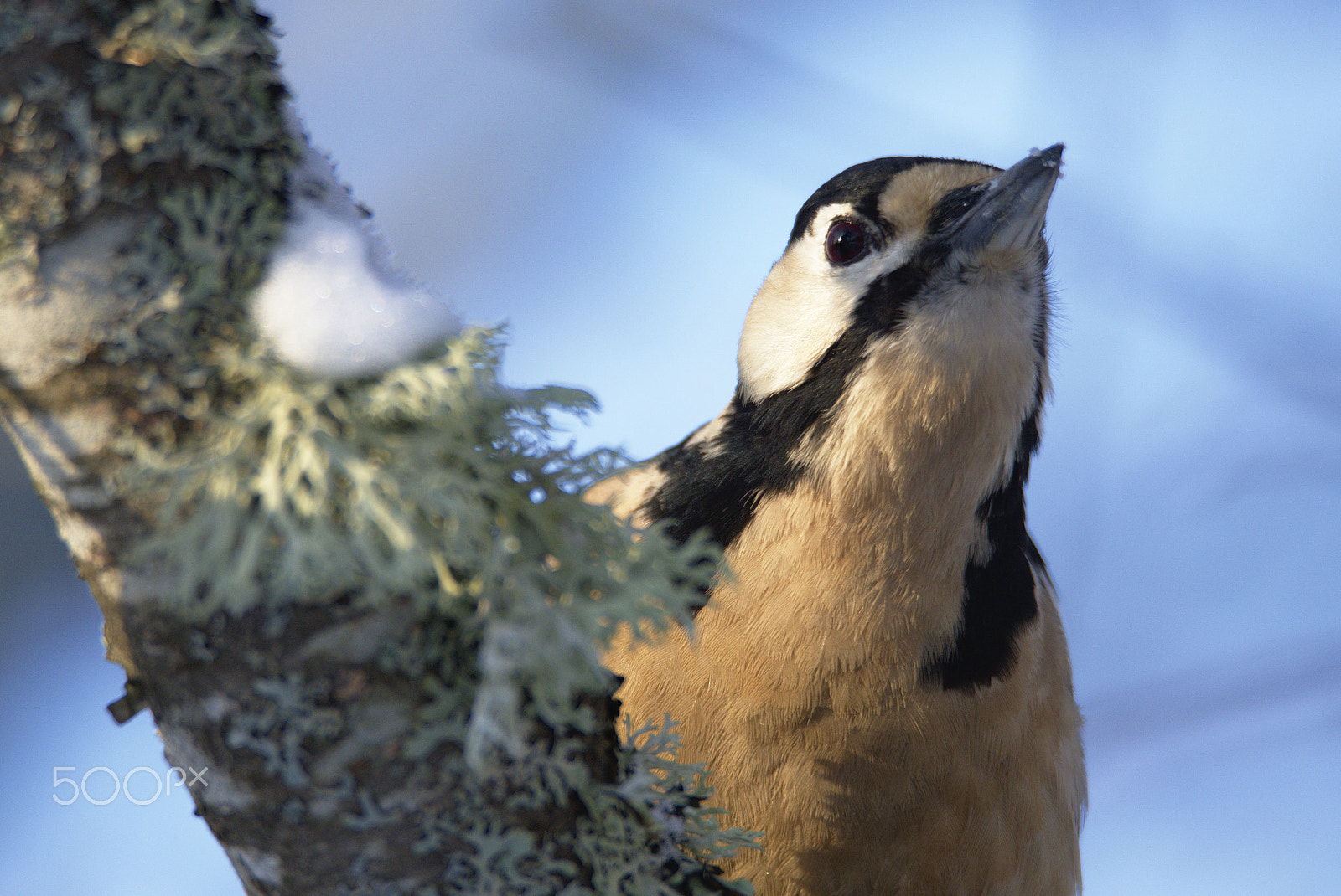 Nikon D810 sample photo. Woodpecker # photography