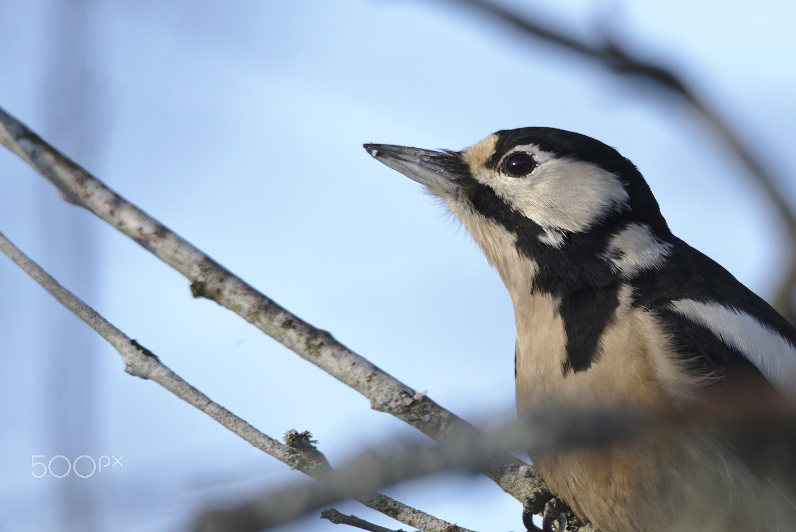 Nikon D810 sample photo. Woodpecker # photography