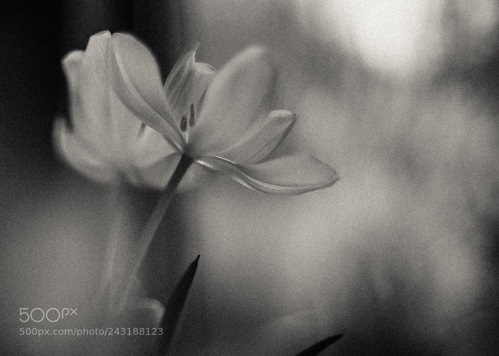 Fujifilm X-T1 sample photo. Light and form photography