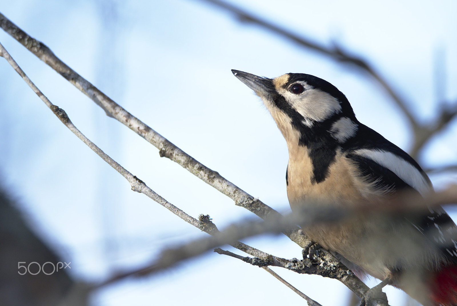 Nikon D810 sample photo. Woodpecker # photography